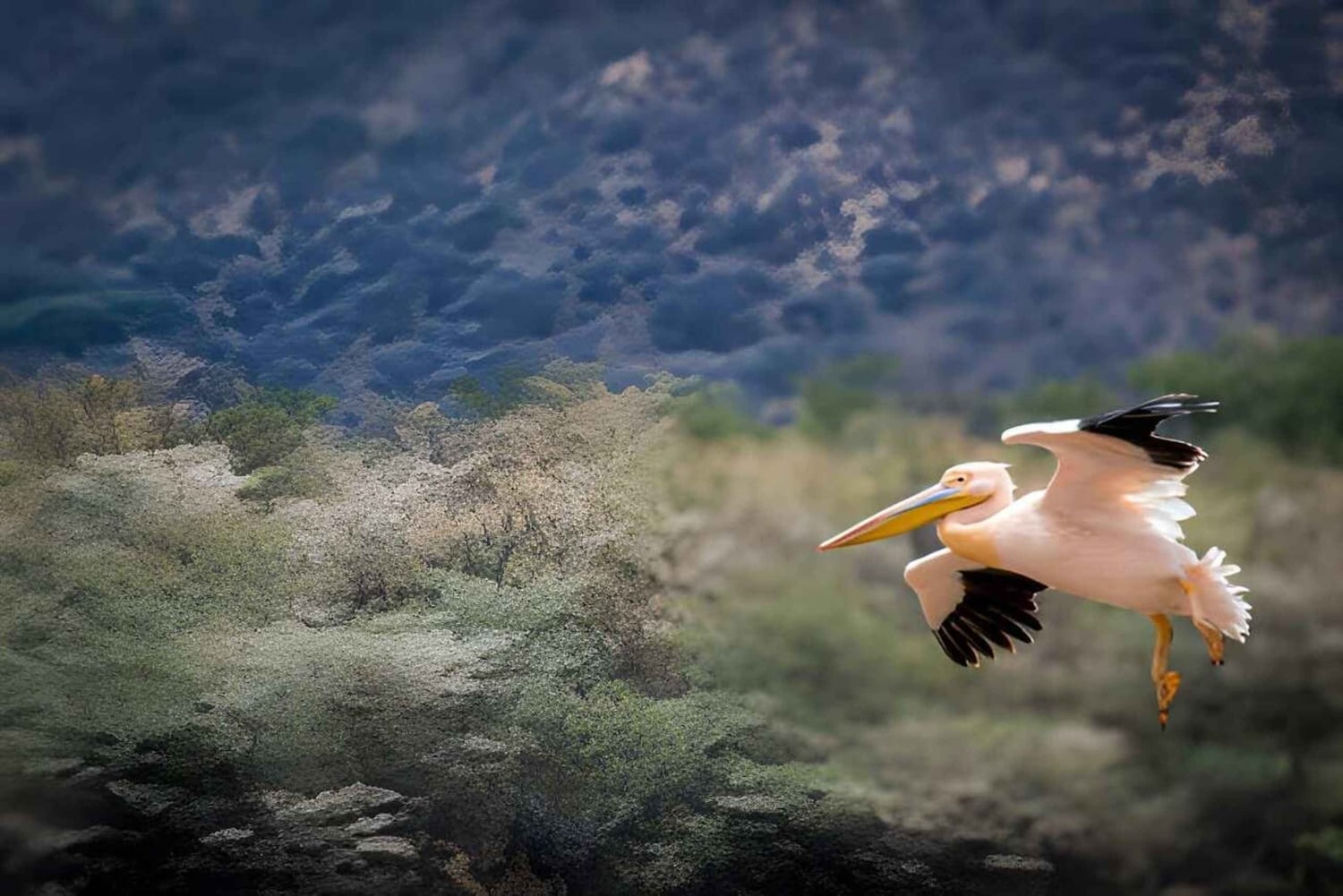 Séjour safari de 4 jours en Tanzanie à Noël et au Nouvel An