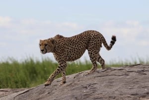 Séjour safari de 4 jours en Tanzanie à Noël et au Nouvel An