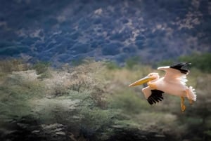 Séjour safari de 4 jours en Tanzanie à Noël et au Nouvel An