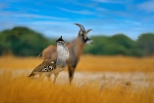 Séjour safari de 4 jours en Tanzanie à Noël et au Nouvel An