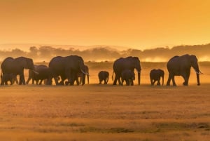 Séjour safari de 4 jours en Tanzanie à Noël et au Nouvel An