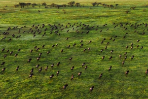 4 TAGE TANSANIA GRUPPEN-CAMPING-SAFARI - SERENGETI & NGOROGORO