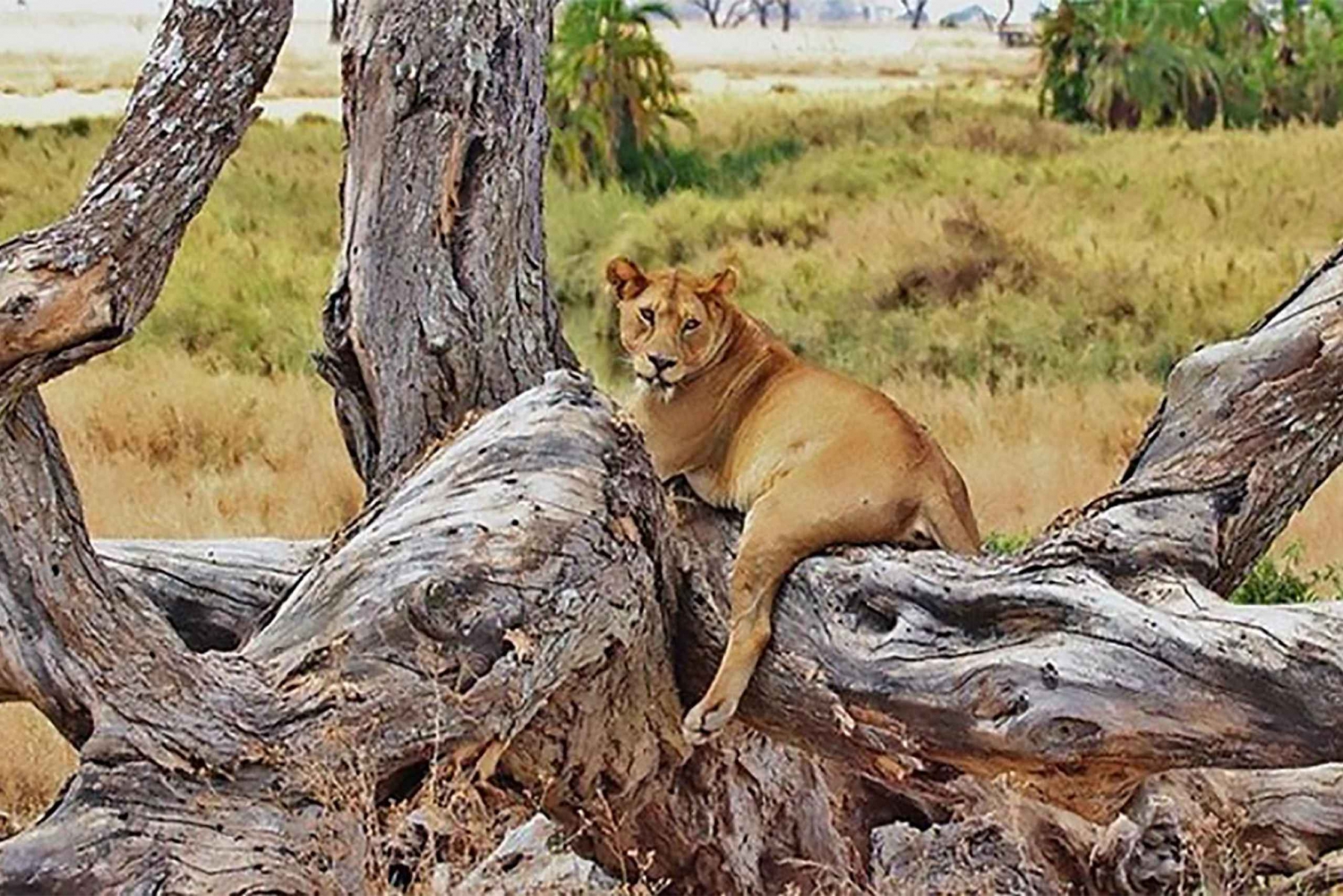 4 jours de safari en lodge en Tanzanie