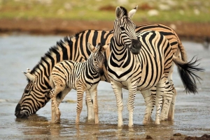 4 dagars safari i Tanzania