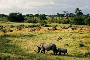 4 dagars safari i Tanzania