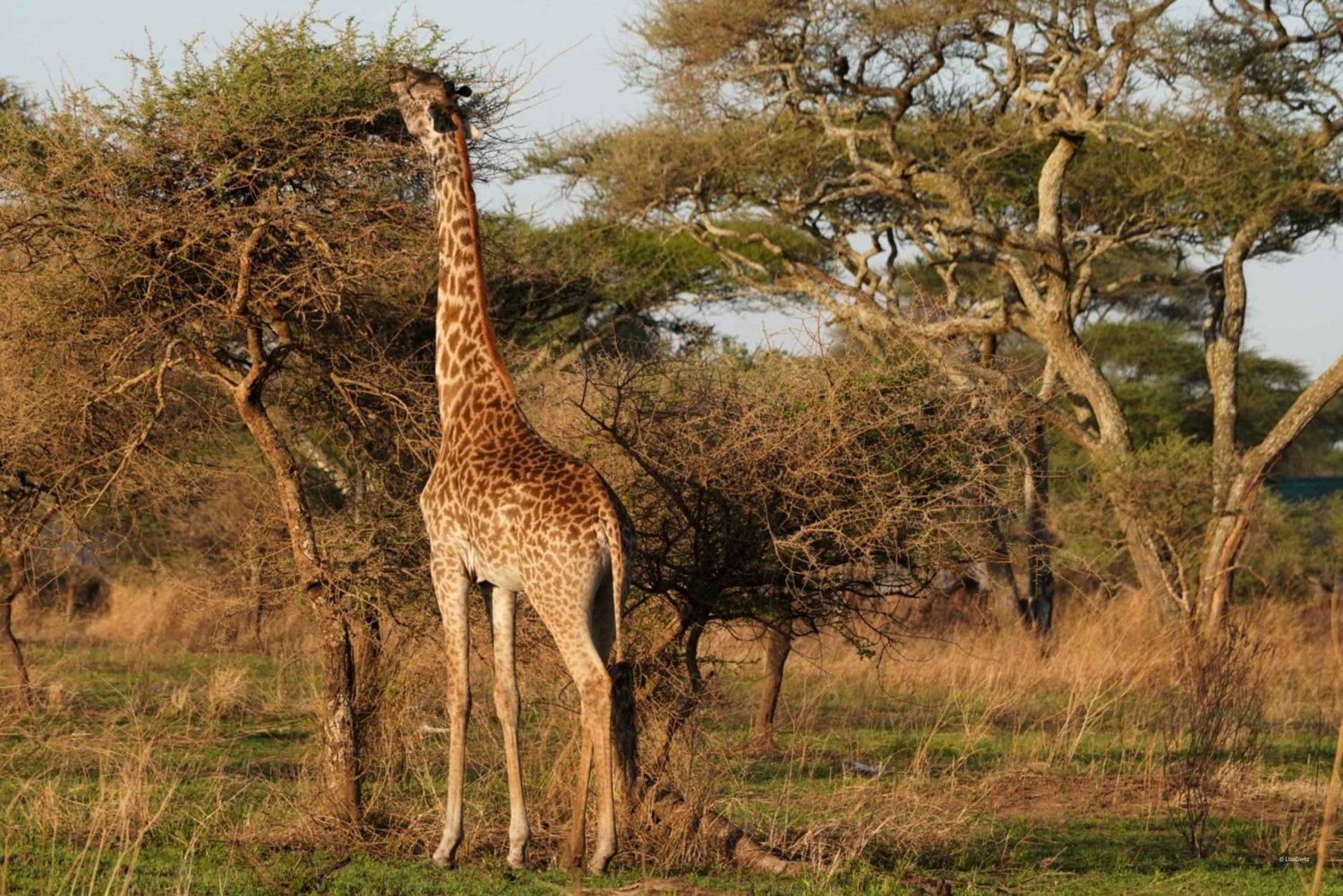 4 dages Tarangire, Serengeti, Ngorongoro gruppe-camping-safari