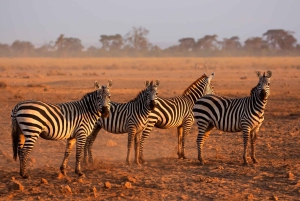 4 дня сафари на средние расстояния в Тарангире, Серенгети и Нгоронгоро