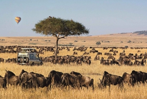 4Days Masai Mara ja Lake Nakuru Safari 4x4 Land Cruiserilla