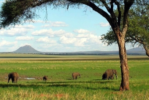 5-дневное бюджетное сафари, во время сезона отела Ндуту