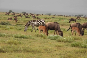 5-дневное бюджетное сафари, во время сезона отела Ндуту