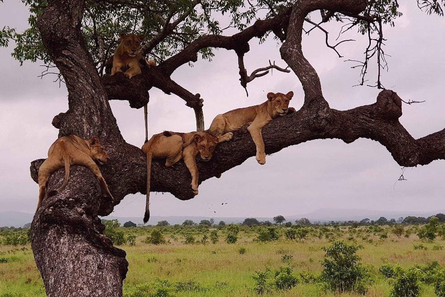 Safari culturale di 5 giorni – Parchi nazionali di Mikumi e Nyerere