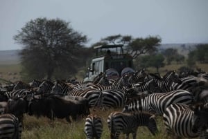 5-Day Join Group Northern Tanzania Safari