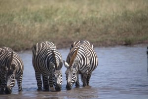 5-Day Join Group Northern Tanzania Safari