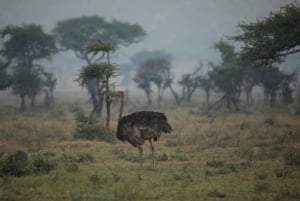 5-Day Join Group Northern Tanzania Safari