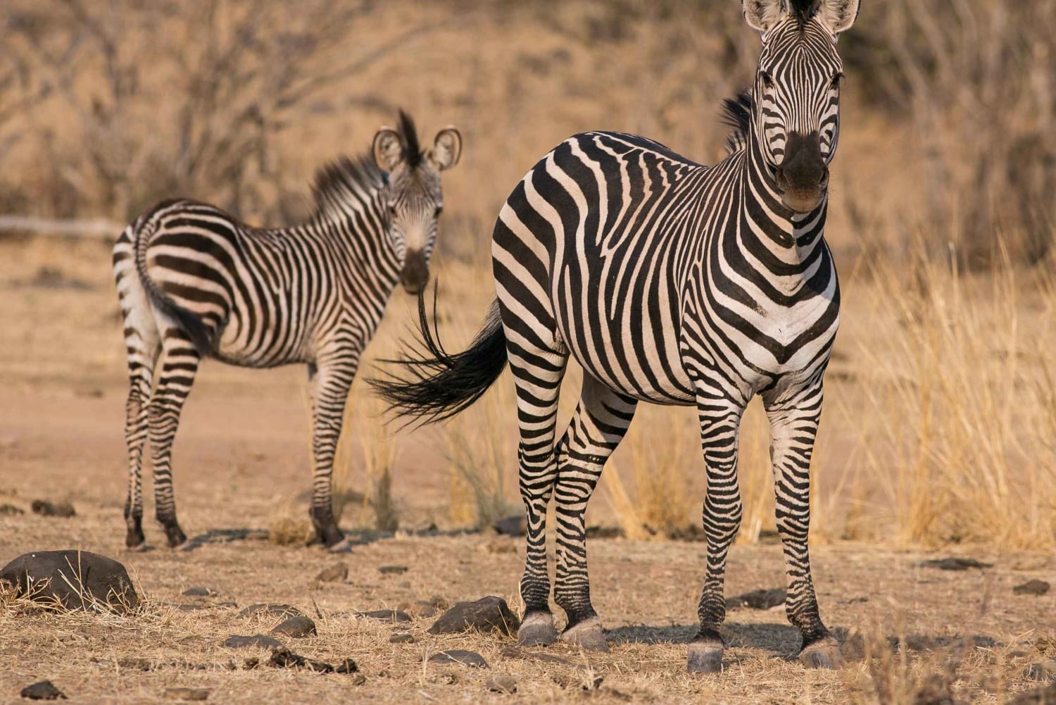 Safari de grupo de gama média de 5 dias nos parques mais famosos da Tanzânia