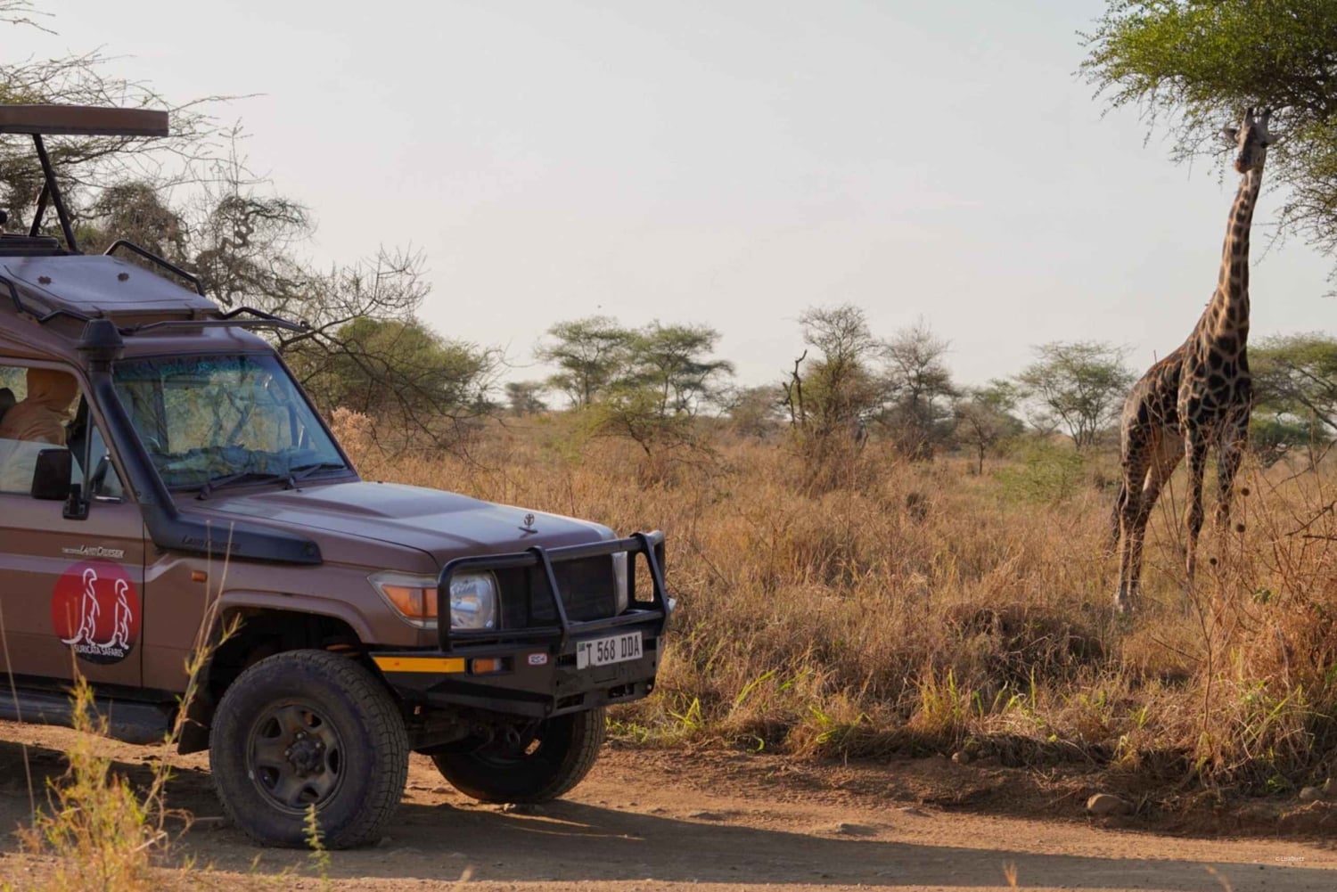 Safari de grupo de gama média de 5 dias nos parques mais famosos da Tanzânia