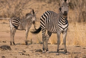 Safari de grupo de gama média de 5 dias nos parques mais famosos da Tanzânia