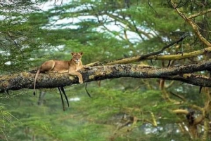 Safari di 5 giorni Tarangire, Serengeti, Ngorongoro e Manyara Unisciti a noi