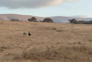 Safari di 5 giorni Tarangire, Serengeti, Ngorongoro e Manyara Unisciti a noi