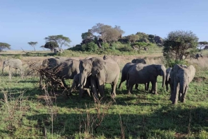 Safari di 5 giorni Tarangire, Serengeti, Ngorongoro e Manyara Unisciti a noi