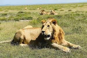 Safari di 5 giorni Tarangire, Serengeti, Ngorongoro e Manyara Unisciti a noi