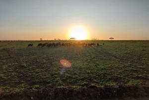 Safari di 5 giorni Tarangire, Serengeti, Ngorongoro e Manyara Unisciti a noi