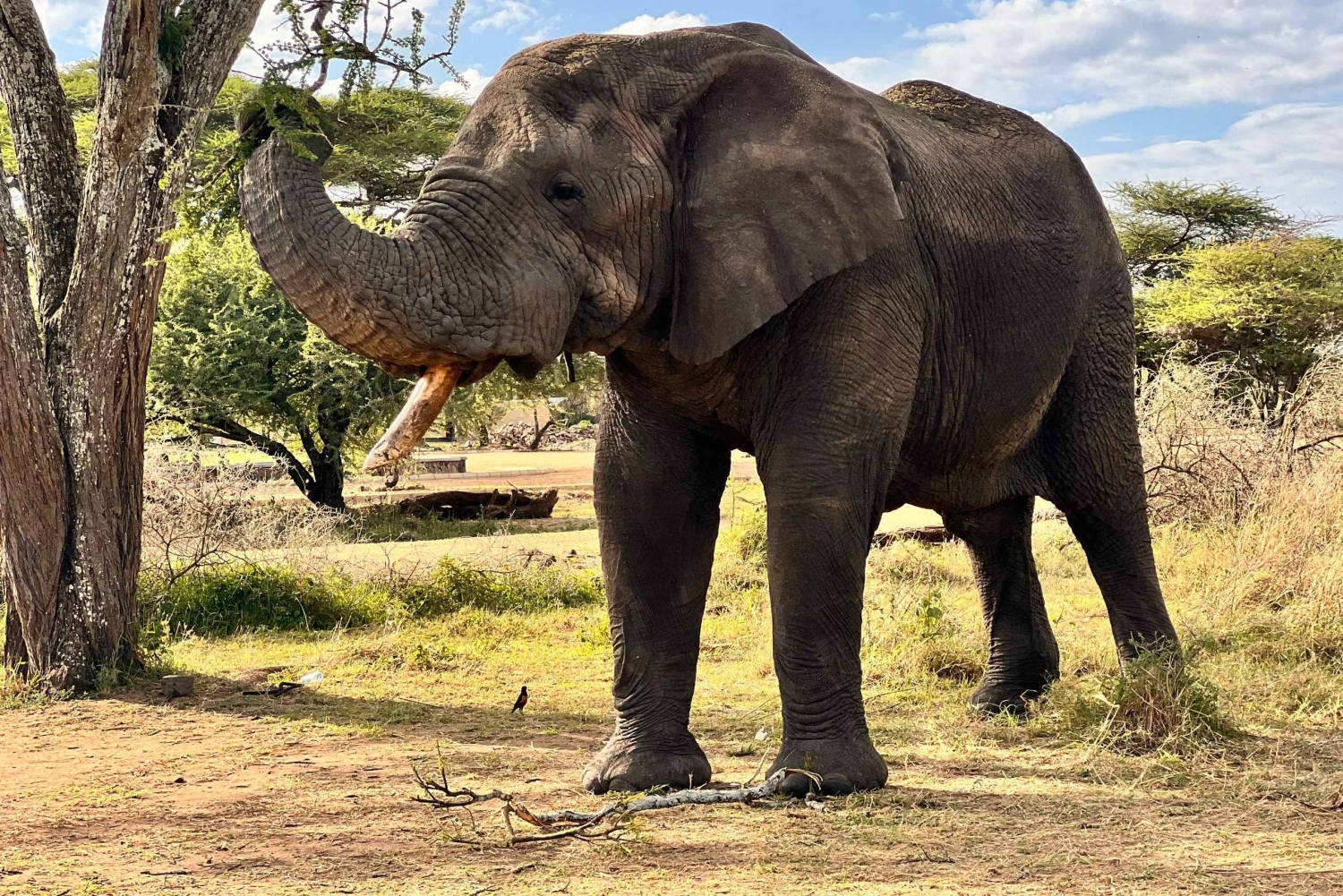 5-tägige Serengeti- und Ngorongoro-Krater-Safari