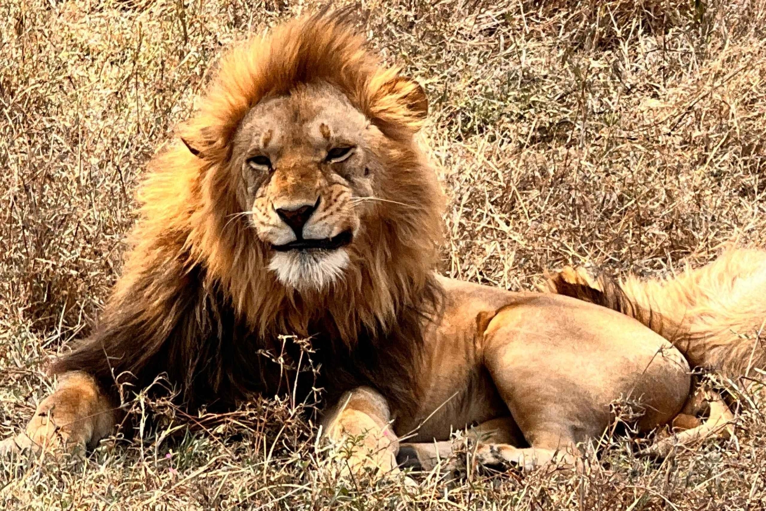 5-tägige Serengeti- und Ngorongoro-Krater-Safari