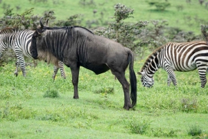5 day Serengeti Magical safari