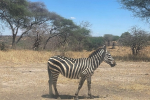 5-dages Tanzania-gruppesafari til overkommelige priser med ekstra aktiviteter