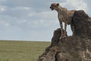 5-dniowe safari grupowe w Tanzanii w przystępnej cenie z dodatkowymi atrakcjami