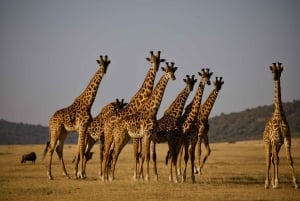 Safari en grupo asequible de 5 días por Tanzania con actividades extra