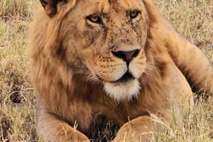 Safari di 5 giorni a Nyerere e Mikumi da Dar