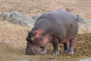 Safari di 5 giorni a Nyerere e Mikumi da Dar