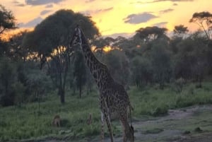 Safari di 5 giorni a Nyerere e Mikumi da Dar