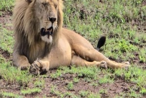 Safari di 5 giorni a Nyerere e Mikumi da Dar