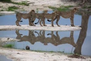 Safari di 5 giorni a Nyerere e Mikumi da Dar