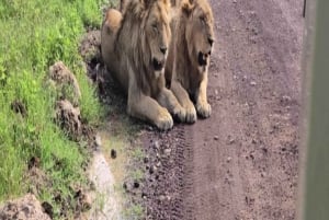 Safari di 5 giorni a Nyerere e Mikumi da Dar