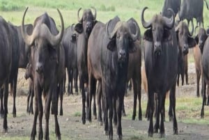 Safari di 5 giorni a Nyerere e Mikumi da Dar