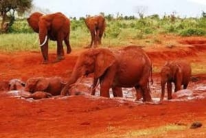 5 dias Amboseli / Tsavo West & Tsavo East Safari