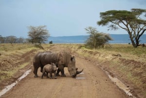 5 dias Amboseli / Tsavo West & Tsavo East Safari