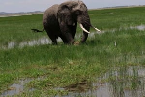 5 dias Amboseli / Tsavo West & Tsavo East Safari