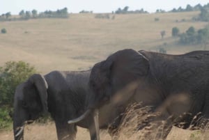 5 dias Amboseli / Tsavo West & Tsavo East Safari