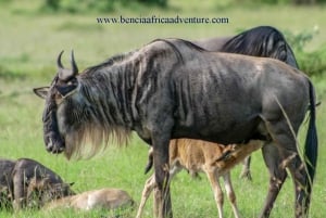 5 dias Amboseli / Tsavo West & Tsavo East Safari