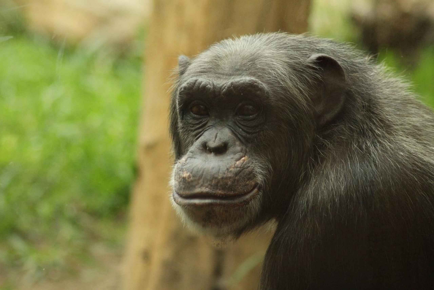 5-DAGES Bedste chimpanse-safari i Gombe Np Tanzania.