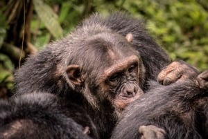 5-DAYS Best Chimpanzees Safari in Gombe Np Tanzania.