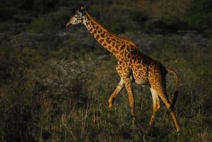 5-dniowe budżetowe safari na kempingu