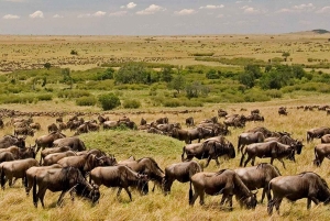 Safari familiar de 5 días en Tanzania - Meilleur Tours Tanzania