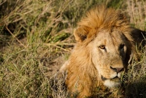 5 Dagen Groeps Kampeersafari