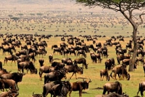 Safari di gruppo di 5 giorni nel Serengeti, Ngorongoro e lago Manyara